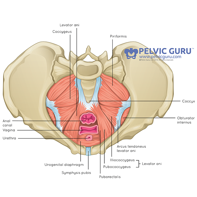 Pelvic Floor Health Anatomy